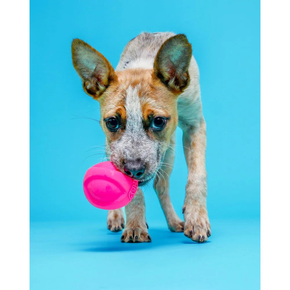 Dutrieux Bacon Scent Squeaker Dog Toy Set Latex Foam 3 Pack